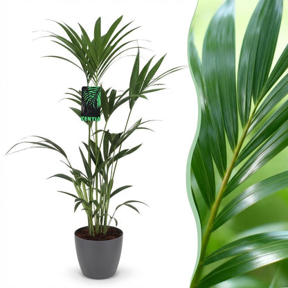 XL kamerplant - Howea Forsteriana Kentia Palm - Pot Ø 21cm Hoogte ↕ 120-130cm