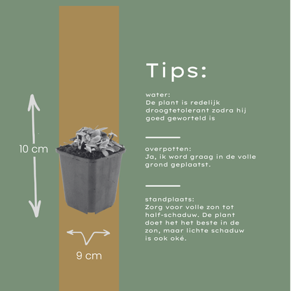 Buitenplant 12x Anaphalis triplinervis - Bloeiend - Pot Ø 9cm Hoogte ↕ 10-25cm