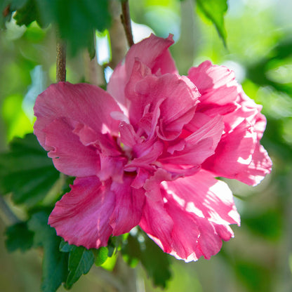 Buitenplant - Hibiscus syriacus Magenta Chiffon® - Bloeiend - Winterhard - Pot Ø 19cm Hoogte ↕ 90cm