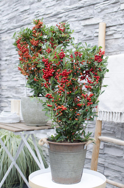 Buitenplant - Pyracantha coccinea 'Red Star' - Pot Ø 23cm Hoogte ↕ 75cm