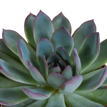 Kamerplant 3x Echeveria mix - In Mexicaanse pot - Pot Ø 10.5cm