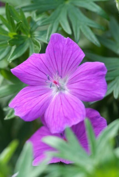 Buitenplant 48x Geranium 'Tiny Monster' - Bloeiend - Pot Ø 9cm