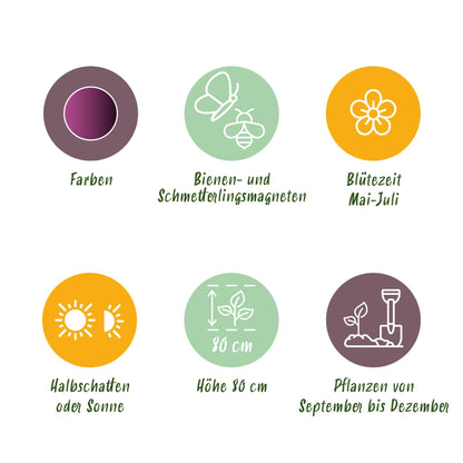 Buitenplant 15x Allium Miami - Bloeiend - Bolmaat 10/11