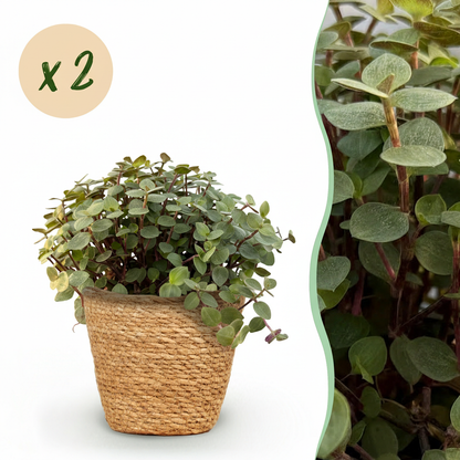 Kamerplant 2x Callisia repens - Kattengras - Pot Ø 12cm Hoogte ↕ 17-20cm
