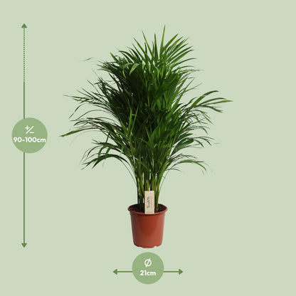 Kamerplant - Dypsis Lutescens (Areca) - Luchtzuiverend - Pot Ø 21cm Hoogte ↕ 100cm