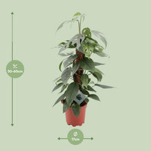 Kamerplant - Epipremnum Pinnatum Cebu Blue - Hangplant - Pot Ø 17cm Hoogte ↕ 60cm