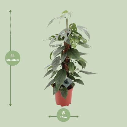 Kamerplant - Epipremnum Pinnatum Cebu Blue - Hangplant - Pot Ø 17cm Hoogte ↕ 60cm