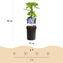Buitenplant 2x Clematis Blue Angel - Bloeiend - Pot Ø 11cm Hoogte ↕ 40cm