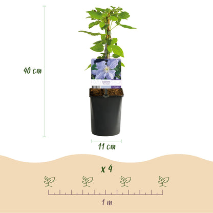 Buitenplant 2x Clematis Blue Angel - Bloeiend - Pot Ø 11cm Hoogte ↕ 40cm