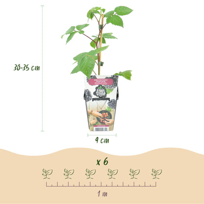 Buitenplant 3x Rubus 'Black Satin' - Zwarte Braam - Winterhard - Pot Ø 9cm