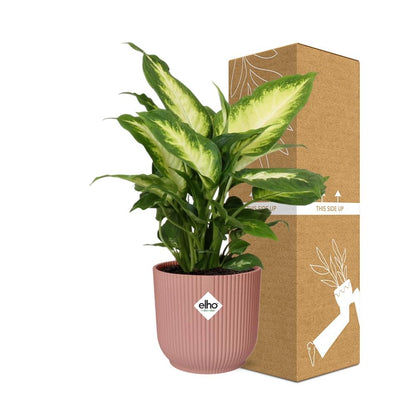Kamerplant - Dieffenbachia 'Camilla' - Pot Ø 14cm