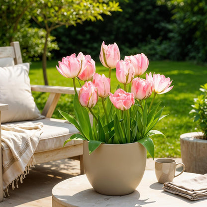 Bloembollen - Tulp Double Pink - Roze - 12 stuks - Bolmaat 11/12