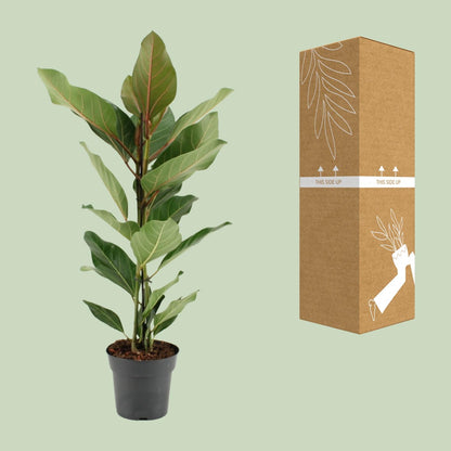 Kamerplant - Ficus Benghalensis Joy - Pot Ø 17cm Hoogte ↕ 65cm