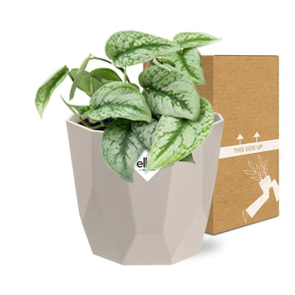 Kamerplant - Scindapsus Pictus 'Trebie' - Hangplant - Pot Ø 14cm