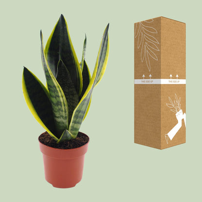 Kamerplant - Sansevieria Futura Superba - Pot Ø 12cm Hoogte ↕ 30cm