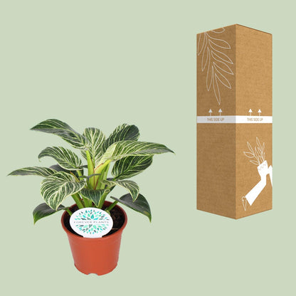 Kamerplant - Philodendron Birkin - Pot Ø 14cm Hoogte ↕ 25cm