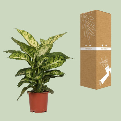 Kamerplant - Dieffenbachia Mars - Pot Ø 17cm Hoogte ↕ 50cm