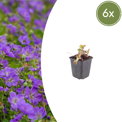 Buitenplant 6x Geranium 'Azure Rush' - Bloeiend - Pot Ø 9cm Hoogte ↕ 10-25cm