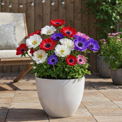 Buitenplant 30x Anemone de Caen Mix - Bloembollen Diverse Kleuren - Bolmaat 5/6
