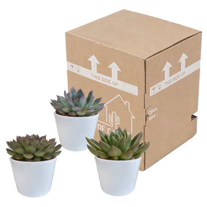Kamerplant 3x Echeveria mix - Inclusief witte pot - Pot Ø 10.5cm