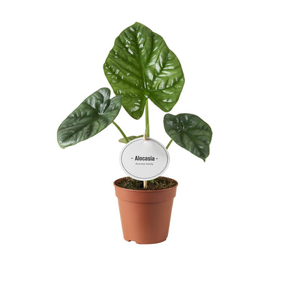 Kamerplant - Alocasia Lukiwan - Pot Ø 12cm Hoogte ↕ 20cm