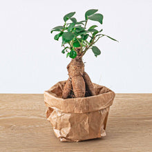 Kamerplant - Ficus Ginseng Bonsai Microcarpa - Pot Ø 6cm