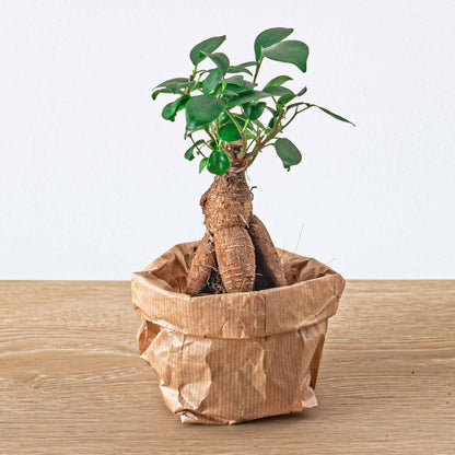 Kamerplant - Ficus Ginseng Bonsai Microcarpa - Pot Ø 6cm