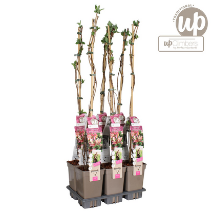 Buitenplant - Lonicera periclymenum 'Belgica' - Bloeiend - Pot Ø 15cm Hoogte ↕ 65cm