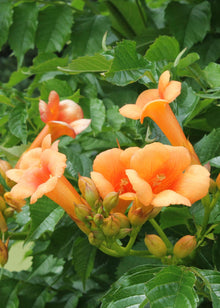 Buitenplant 2x Campsis 'Indian Summer' - Bloeiend - Pot Ø 15cm Hoogte ↕ 65cm