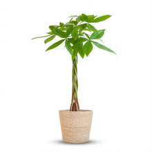Kamerplant - Pachira Aquatica - Met zeegras mand - Pot Ø 21cm Hoogte ↕ 80cm