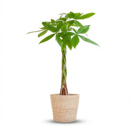 Kamerplant - Pachira Aquatica - Met zeegras mand - Pot Ø 21cm Hoogte ↕ 80cm