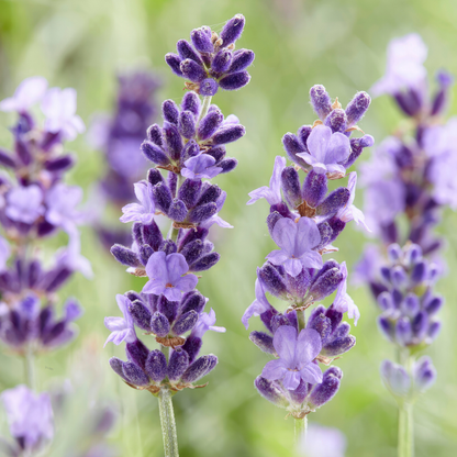 Buitenplant 6x Lavandula 'Hidcote' - Lavendel Pluggen - Bloeiend Winterhard