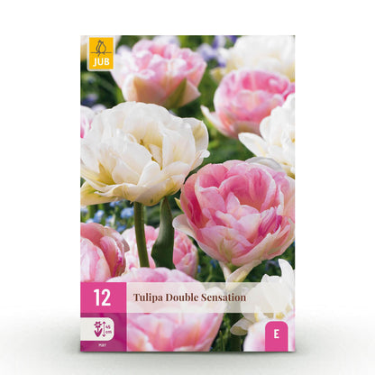 Bloembollen - Tulp Double Sensation - Wit en Roze - 12 stuks - Bolmaat 11/12