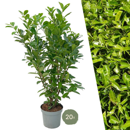 Buitenplant 20x Laurierkers Rotundifolia - Haagsortiment - Pot 15L Hoogte ↕ 125-150cm