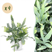 Kamerplant 4x Phlebodium aureum Blue Star - inclusief pot wit - Pot Ø12cm Hoogte ↕ 25cm