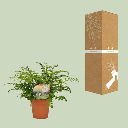 Kamerplant - Asplenium Parvati - Pot Ø 12cm Hoogte ↕ 35cm