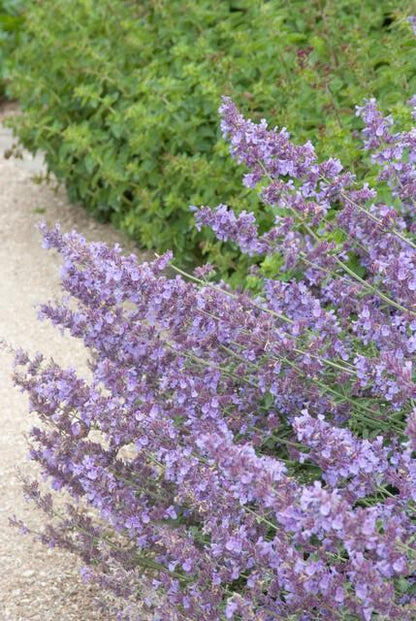 Buitenplant 24x Nepeta 'Walker's Low' - Bloeiend - Pot Ø 9cm Hoogte ↕ 10-25cm