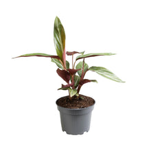 Kamerplant - Stromanthe Sanguinea - Pot Ø 12cm Hoogte ↕ 18cm