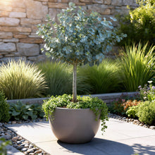 Buitenplant - Eucalyptus gunnii Azure - Bladhoudend - Winterhard - Pot Ø 19cm Hoogte ↕ 90cm