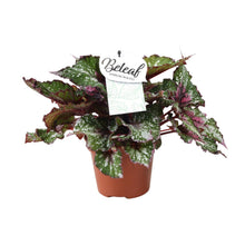 Kamerplant - Begonia Beleaf Alaska Creek - Pot Ø 17cm Hoogte ↕ 32cm