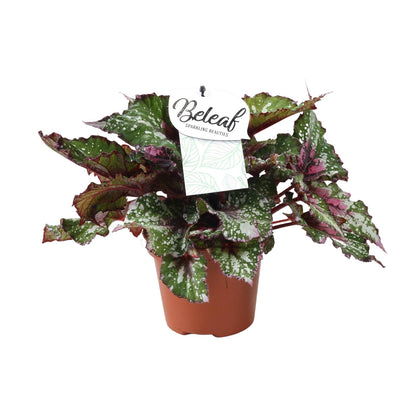 Kamerplant - Begonia Beleaf Alaska Creek - Pot Ø 17cm Hoogte ↕ 32cm