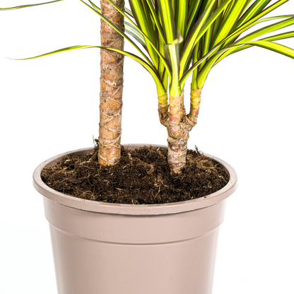 Kamerplant - Dracaena Marginata Sunray - Luchtzuiverend - Pot Ø 19cm Hoogte ↕ 80-100cm