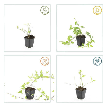 Buitenplant 6x Vinca major 'Alba' - Pot Ø 9cm Hoogte ↕ 10-25cm
