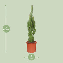 Kamerplant - Euphorbia Trigona - Pot Ø 17cm Hoogte ↕ 70cm