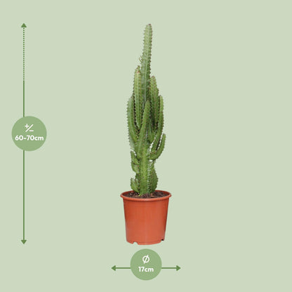 Kamerplant - Euphorbia Trigona - Pot Ø 17cm Hoogte ↕ 70cm
