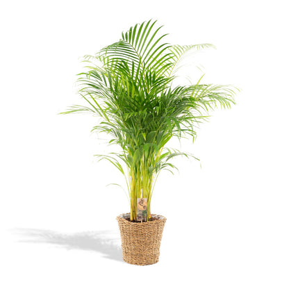 XL kamerplant - Areca met mand - Pot Ø 24cm Hoogte ↕ 130cm
