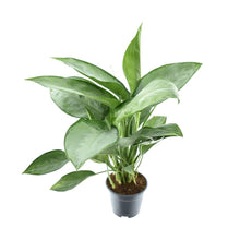 Kamerplant - Aglaonema Silverado - Pot Ø 14cm Hoogte ↕ 40cm