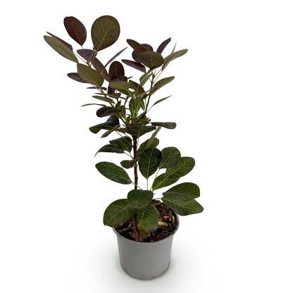 Buitenplant - Cotinus coggyria 'Royal Purple' - Bladverliezend - Pot Ø 12cm Hoogte ↕ 35cm