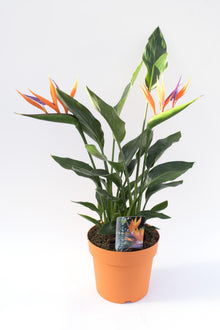 Kamerplant - Strelitzia - Pot Ø 17cm Hoogte ↕ 40cm