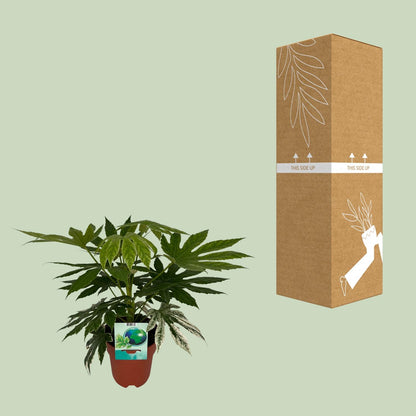 Kamerplant - Fatsia Japonica Variegata - Pot Ø 19cm Hoogte ↕ 60cm